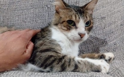 Fofinho