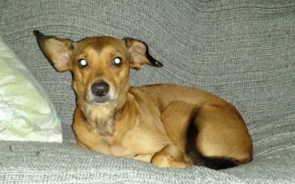 Florzinha