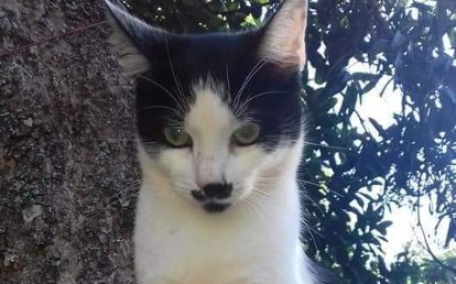 Tranquinha