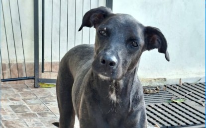 Olívio