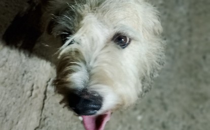 Miudinho