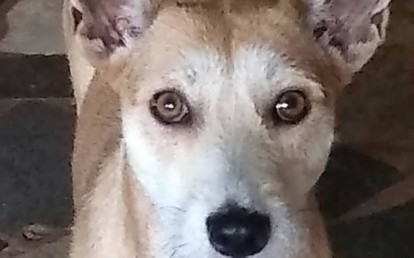 Faísca