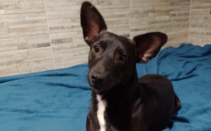 Tico