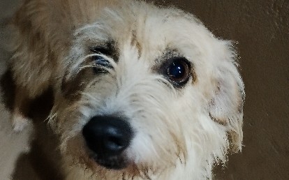 Charmosa