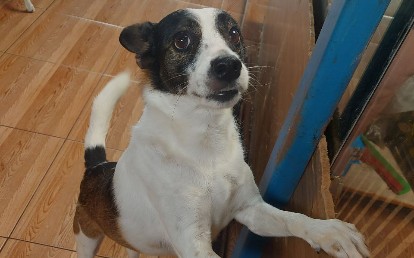 Patita