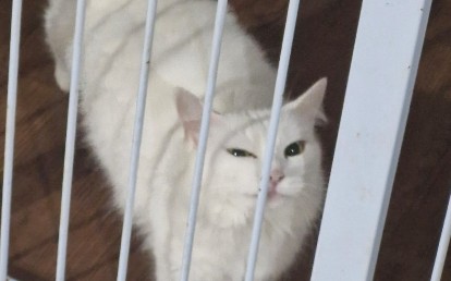Polar