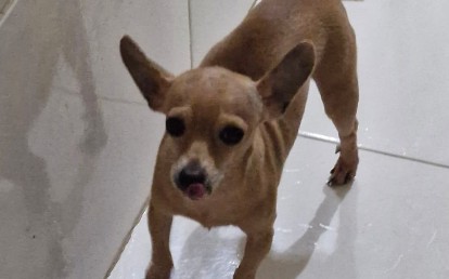 Pitoco