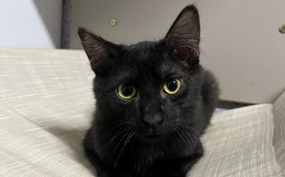 Sebastian