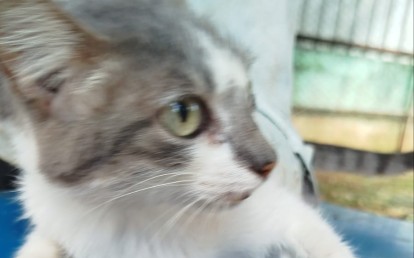 Cinza com branco pequeno 