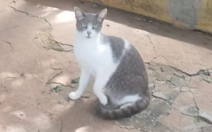 Nieta
