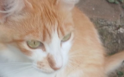 Tico
