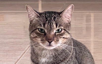 Sylvester