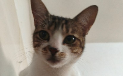 Mog