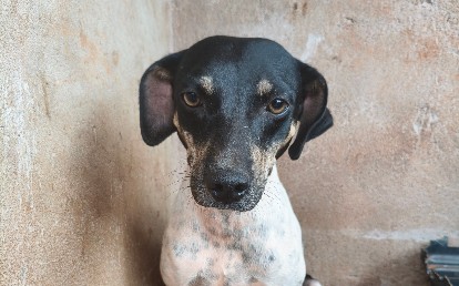 Pipoquinha