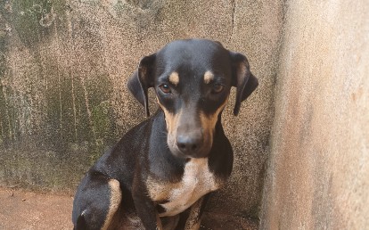 Telma