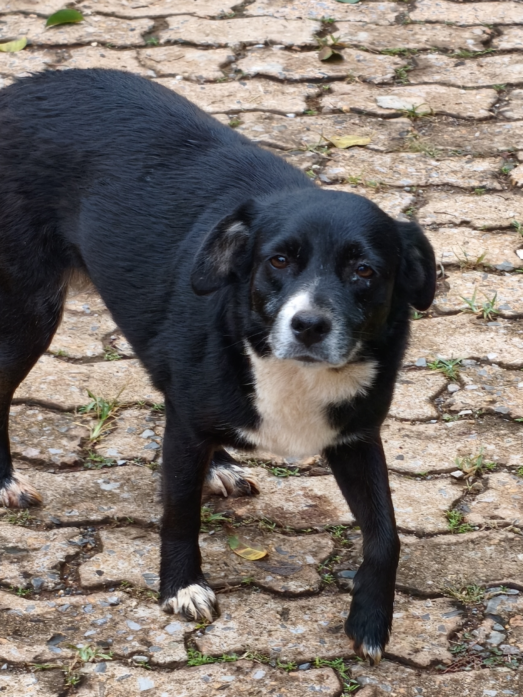 Lina