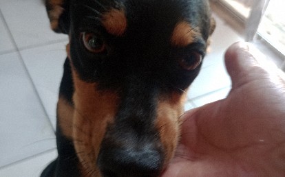Buma