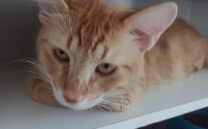 Sol