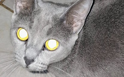 Gracie