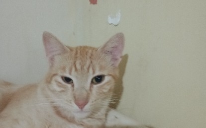 Valentin 