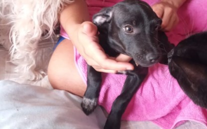 Susi