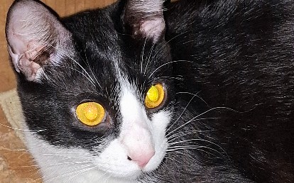 Cara de gato