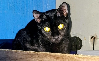 Lis