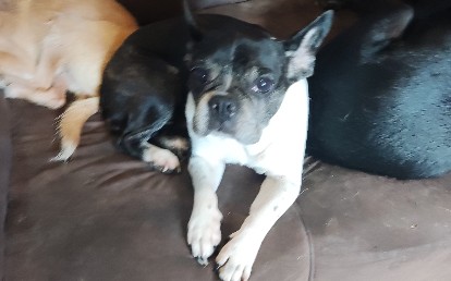Tasha