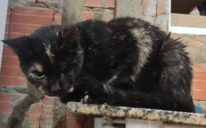 Piratinha