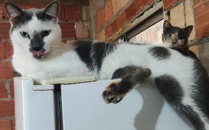 Boris