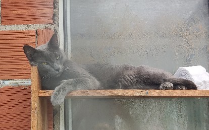 Pisco