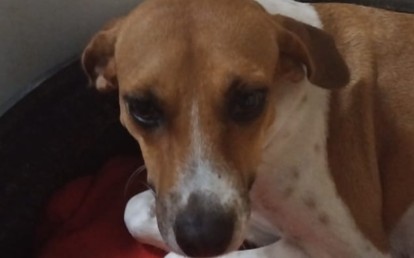 Bibi