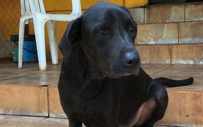 PATINHA