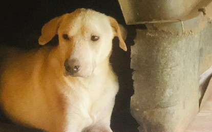 BRUNINHO