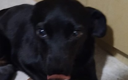 Lila