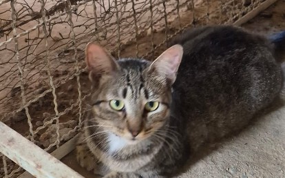 BASTET