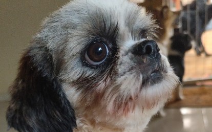 Zoe