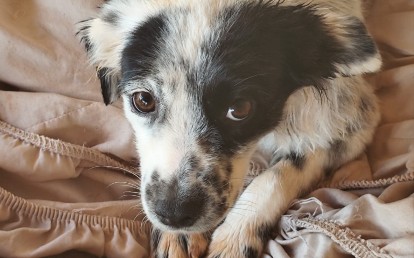 Lola