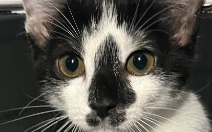 JÚLIA 