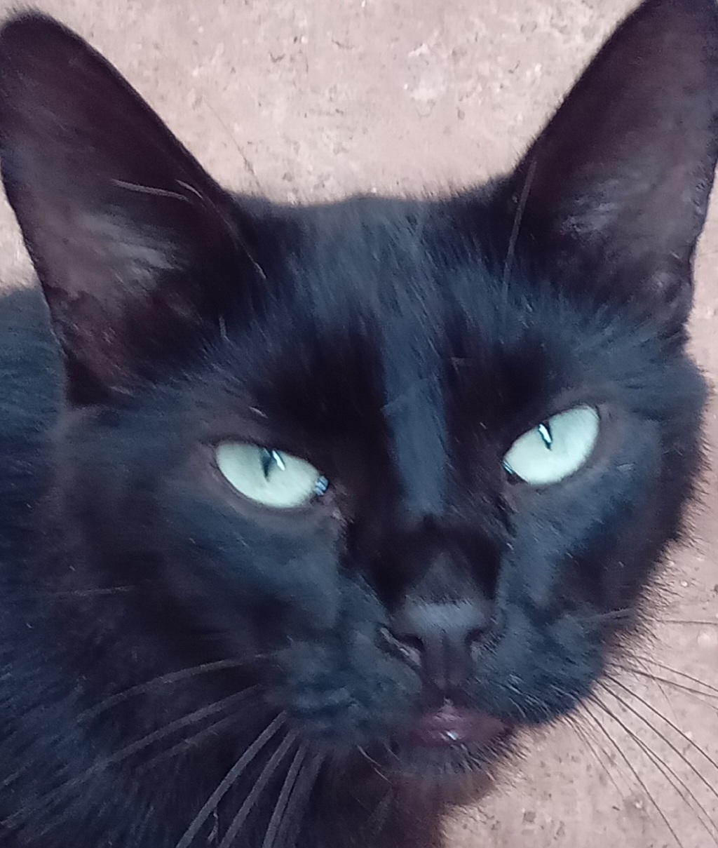 Joca