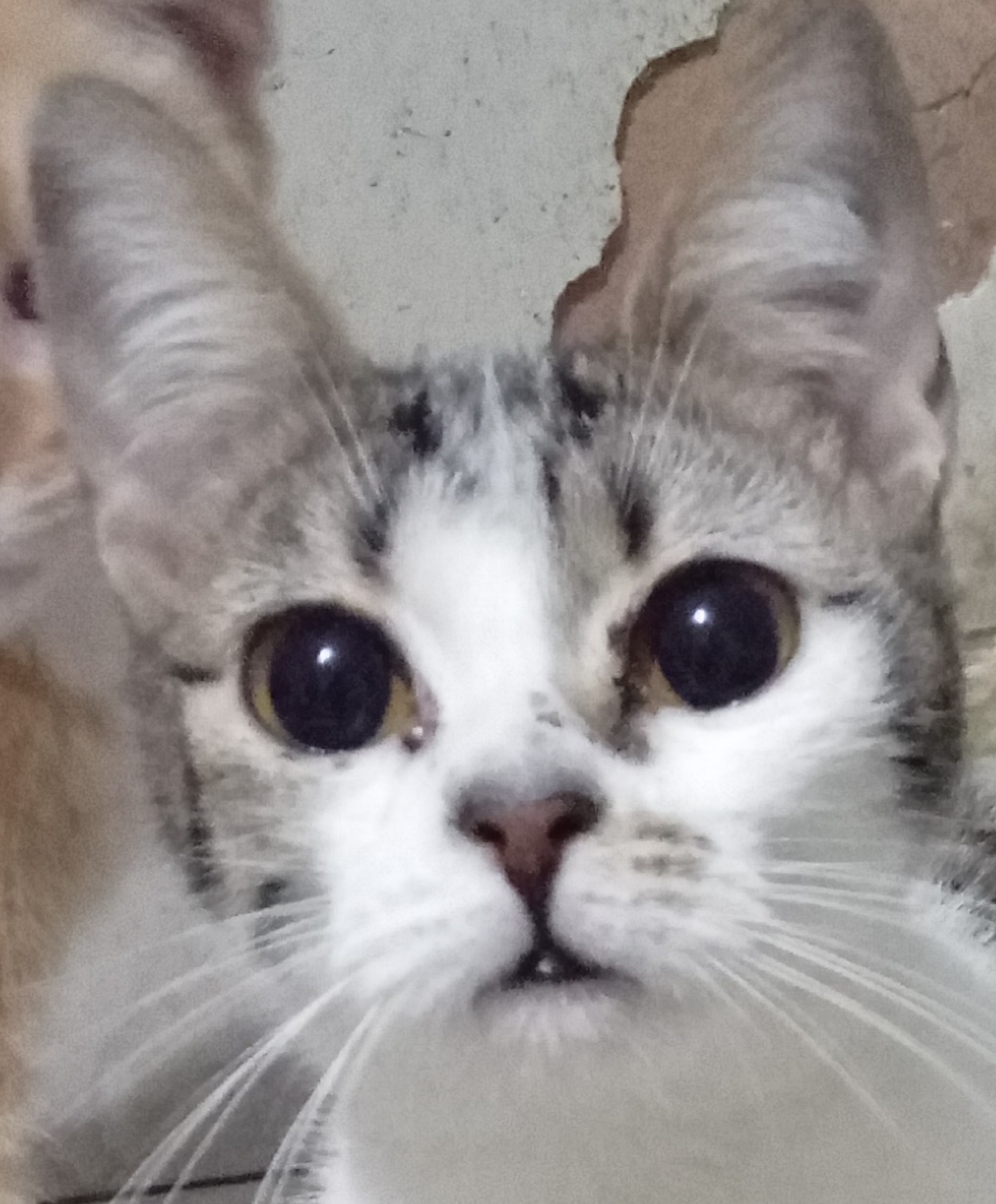 Mírian