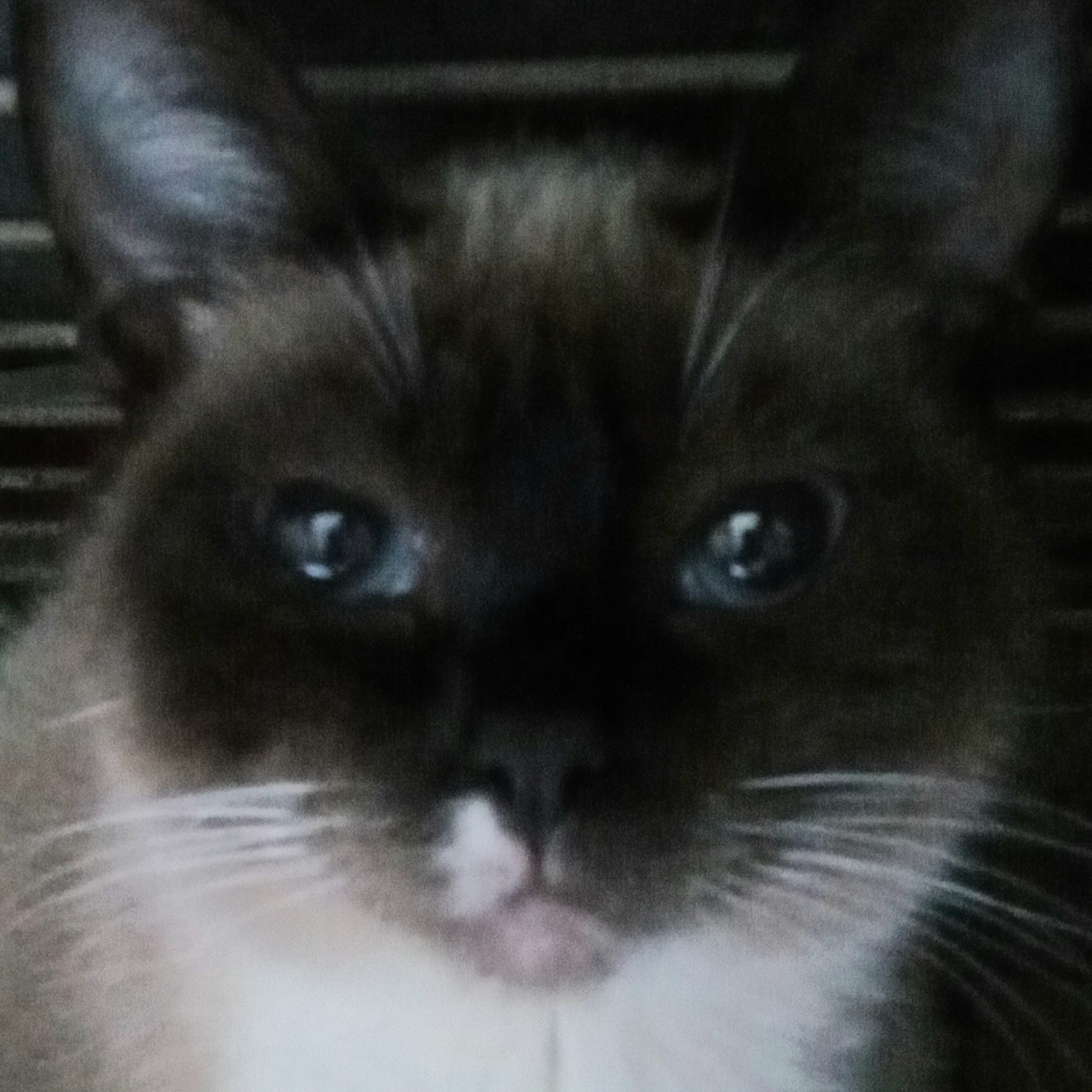 Margarida