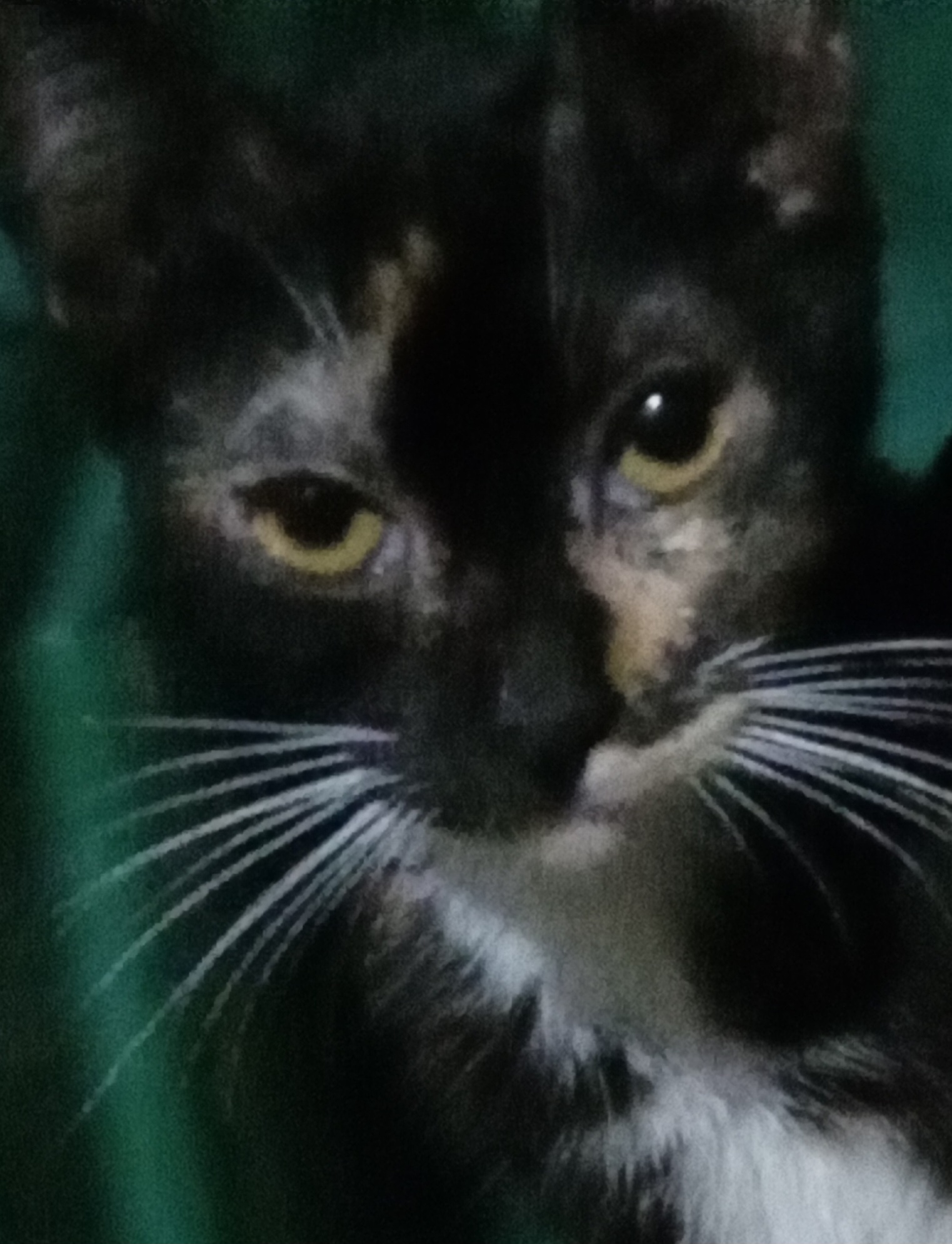 Sofí