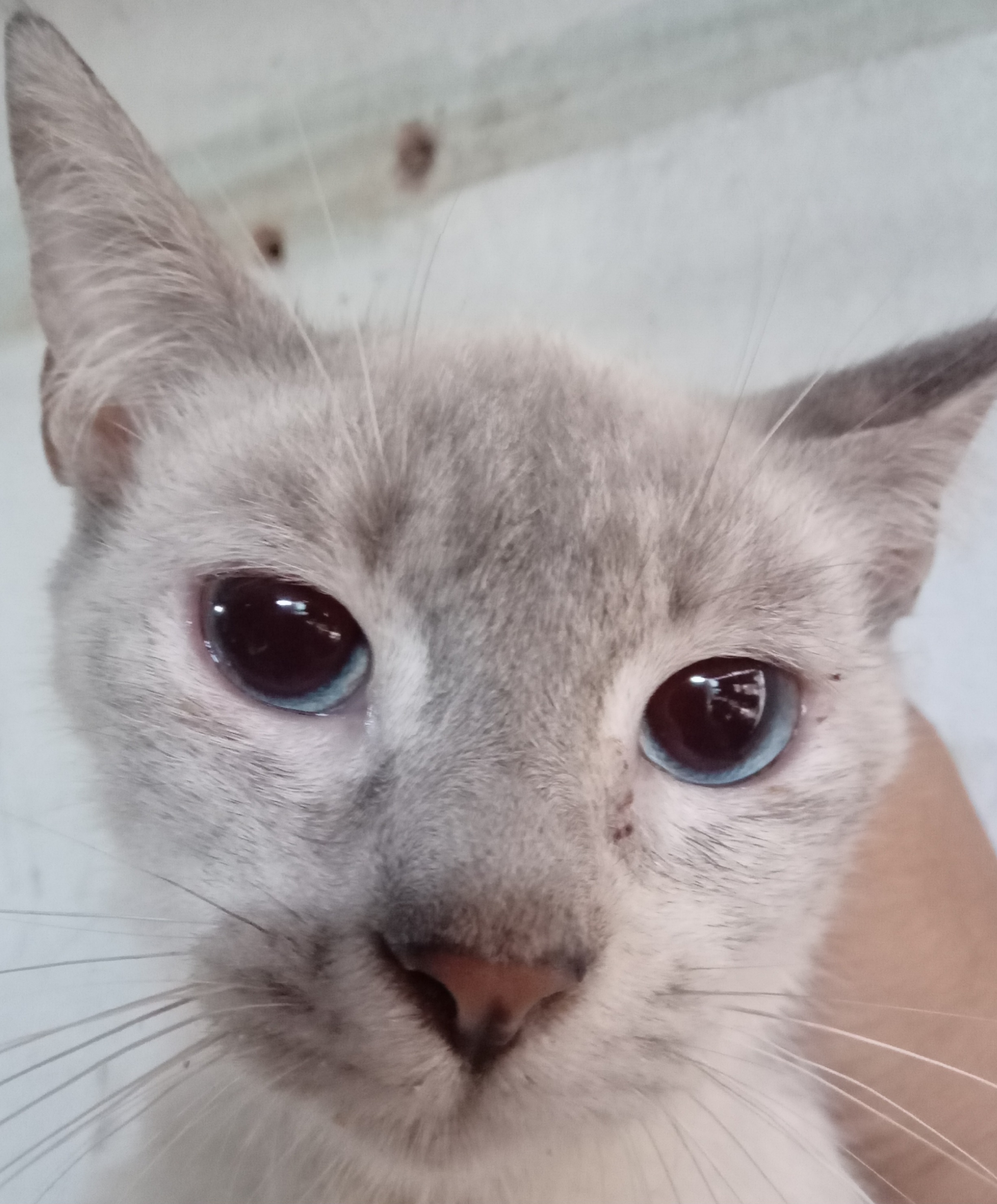Alice