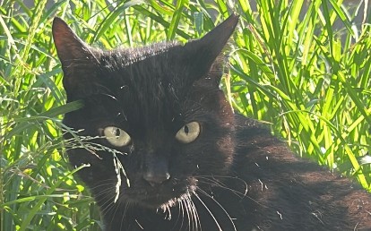 DINHO