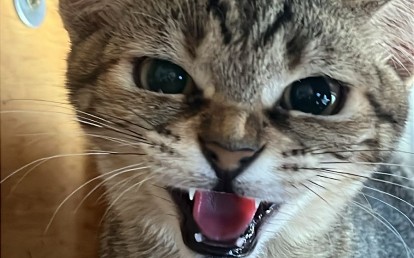 TIGRINHA 1Y