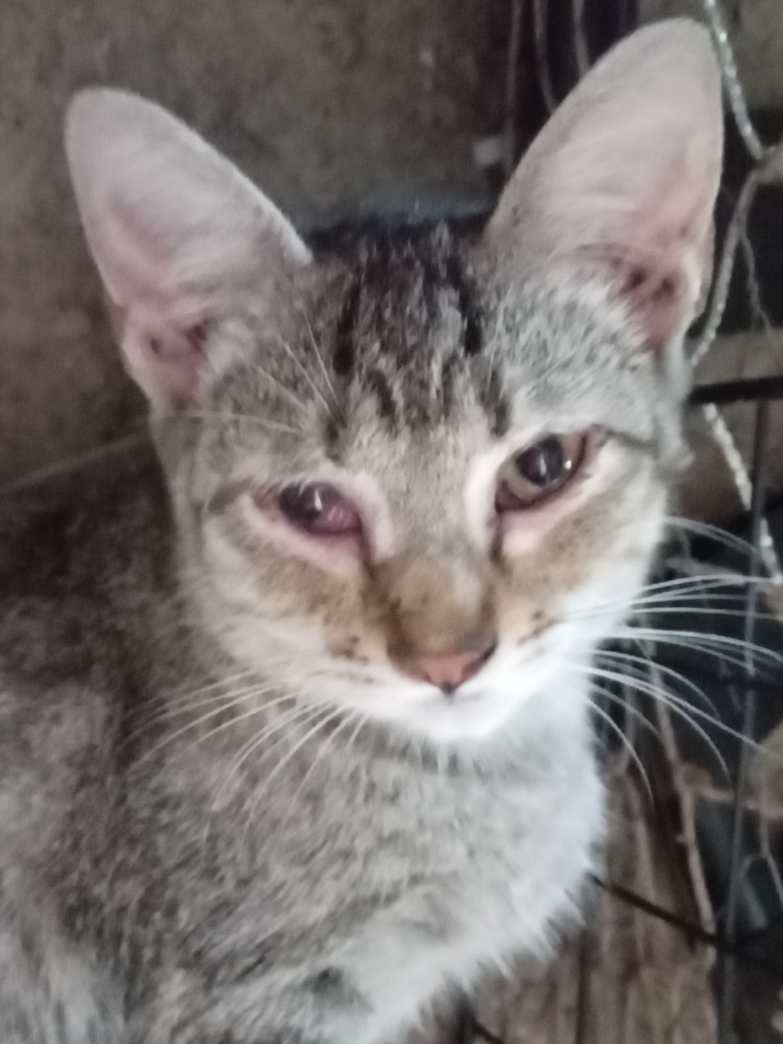 Téco