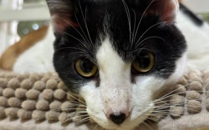 Oreo