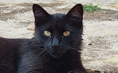 Bóris