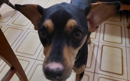 Tuca